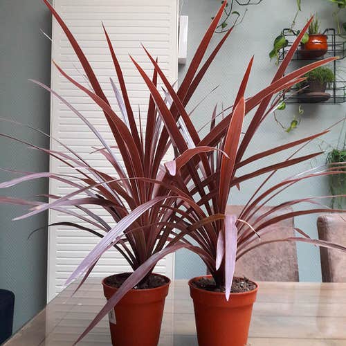 Beautiful Indoor Cordyline Varieties