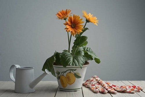 Tips to Correctly Pot Indoor Plants
