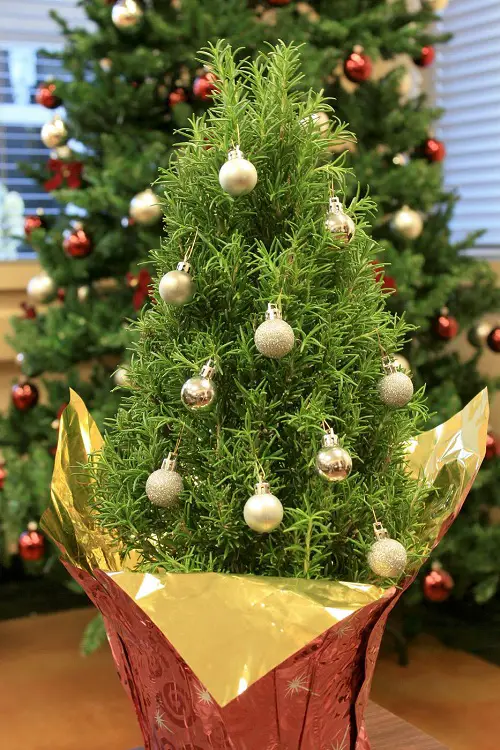 beautiful Houseplants That Can be Used as Christmas Tree Alternatives