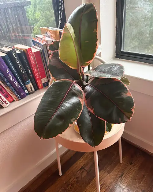 rubber tree pot near window