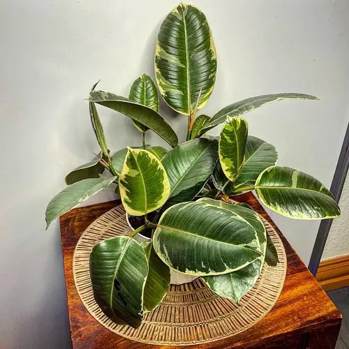 See How Rubber Plant Tree Can Liven Up Your Home Decor 5