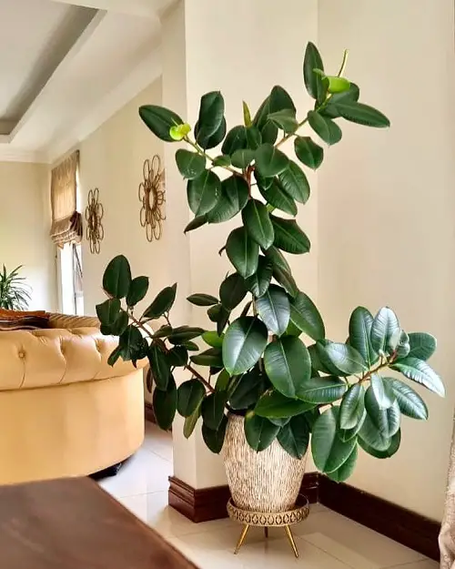 See How Rubber Plant Tree Can Liven Up Your Home Decor 3