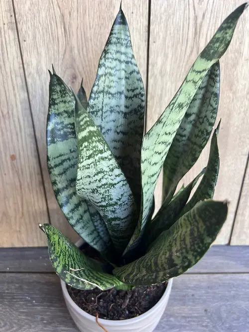 Indoor Silver Leaf Plants 3