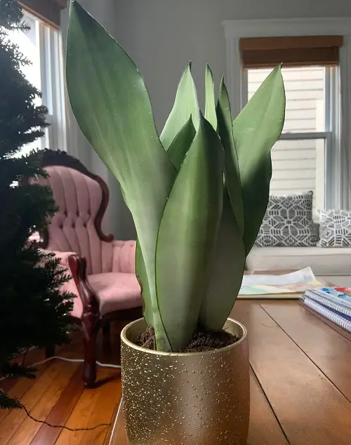 Beautiful Indoor Plants