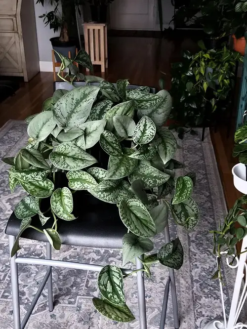 Beautiful Outdoor Plants 4