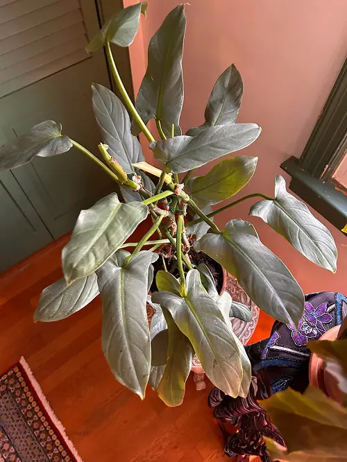 Classy Silver Leaf Houseplants 2