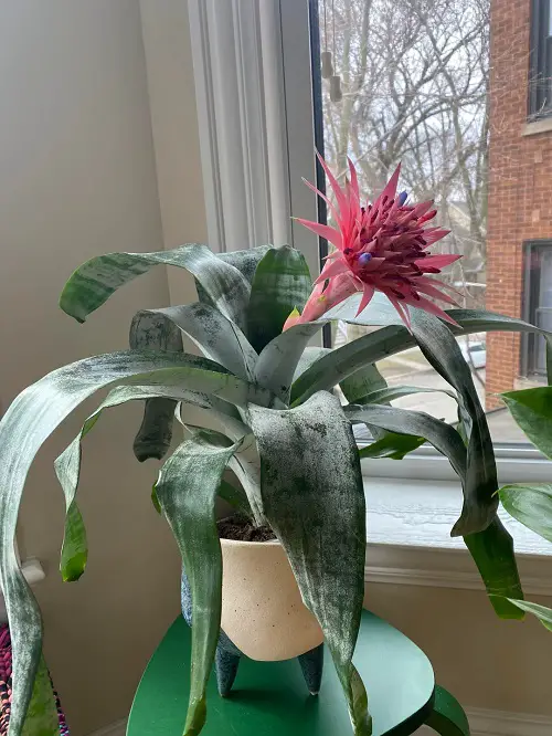Silver Vase Plant