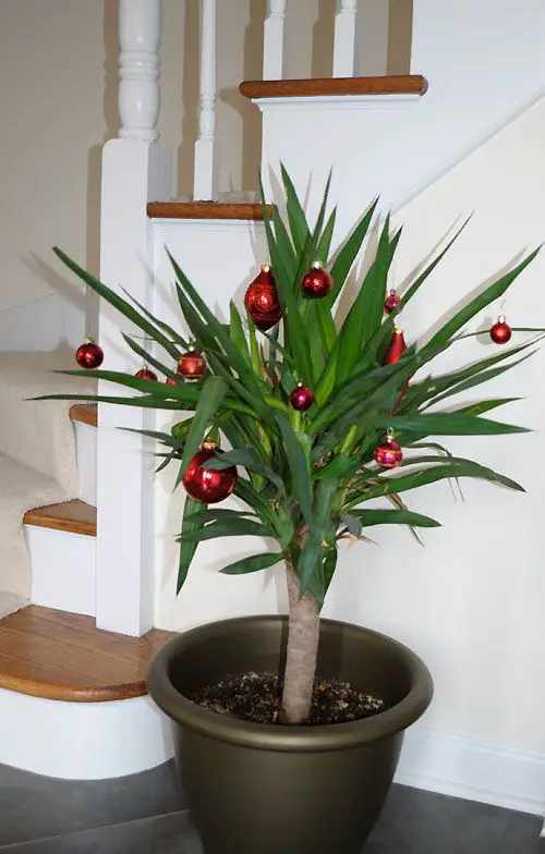 Christmas tree substitutes that might be found in your house