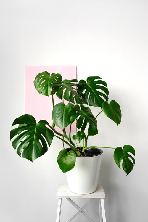 Window Facing Indoor Plant 12