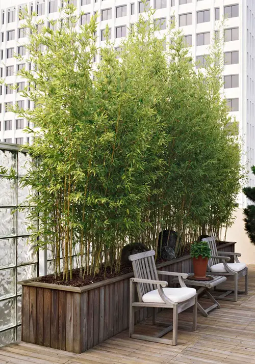 Tall Plants behind White Chairs