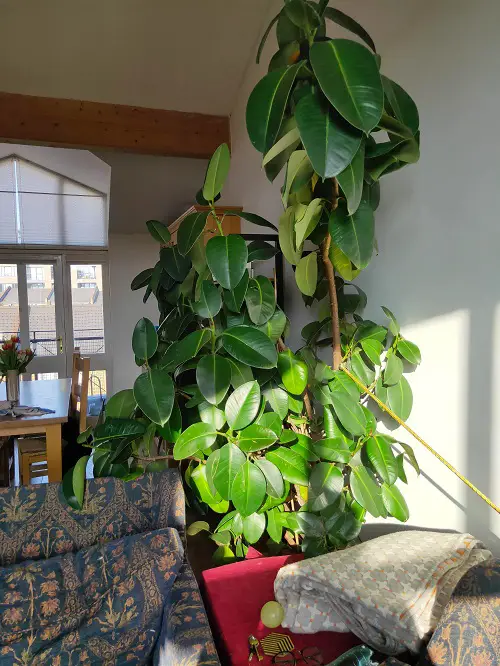 huge rubber tree in living area