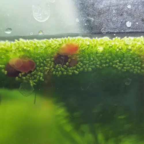 Funny Looking Plants That Look So Weird 24