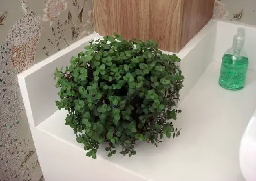 Vining Houseplants for Bathrooms 6
