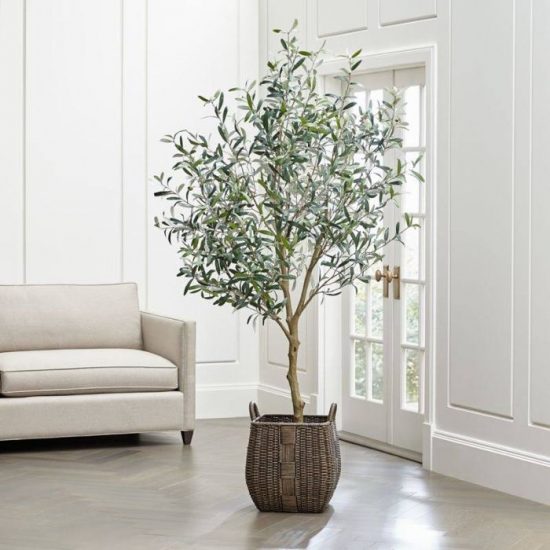 Indoor Fruit Tree Pictures for Inspiration 7