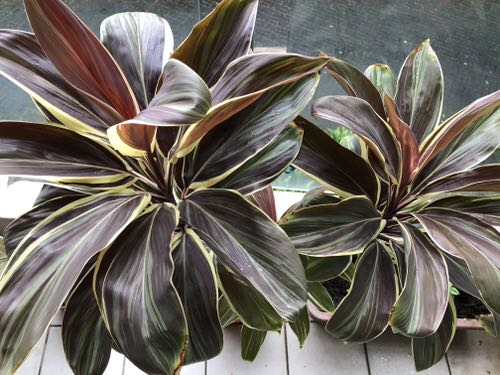 lovely indoor varieties of cordyline