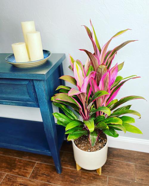 Gorgeous Indoor Cordyline Types