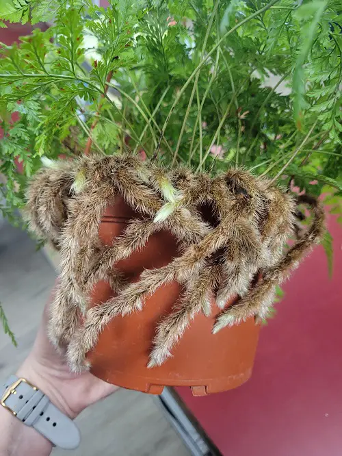 Funny Looking Plants That Look So Weird 2