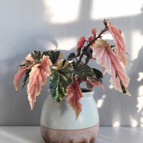 top Indoor Plants with Rainbow Foliage