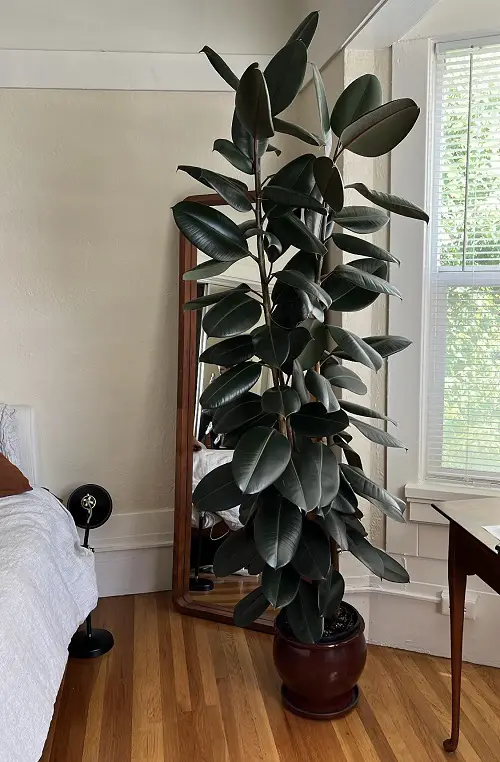 See How Rubber Plant Tree Can Liven Up Your Home Decor 1