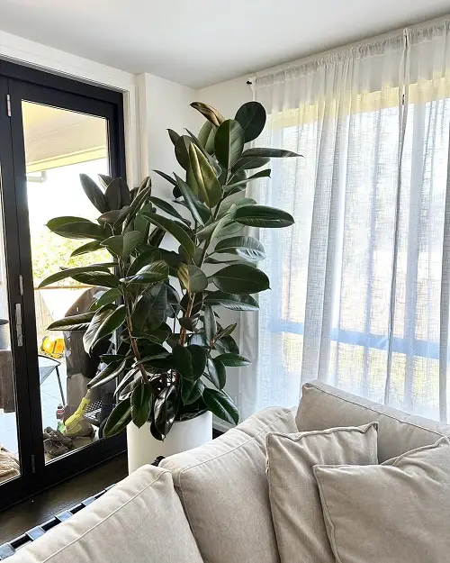 Rubber plant tree styling ideas 4