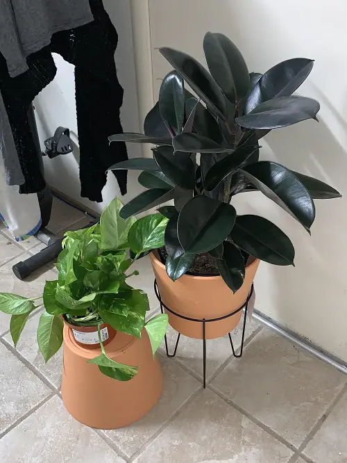 Rubber Plant with Golden Pothos
