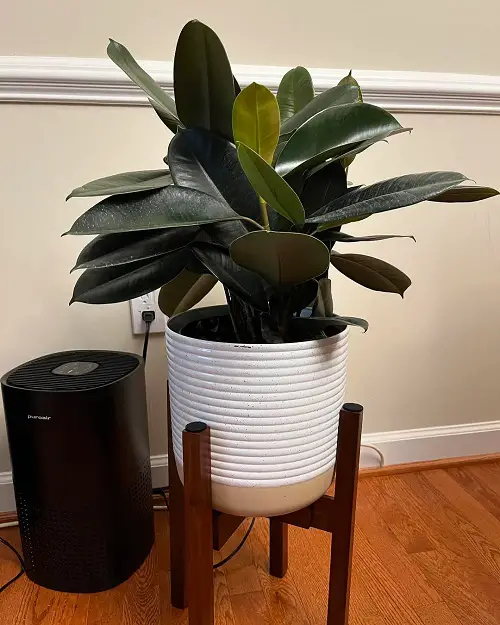 Rubber plant tree styling ideas 5