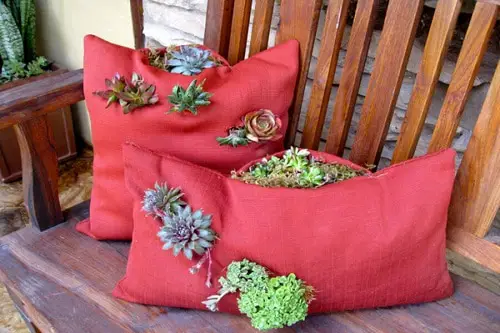These Pictures Prove You Can Plant Succulent Anywhere 22