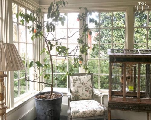 Indoor Fruit Tree Pictures for Inspiration 10