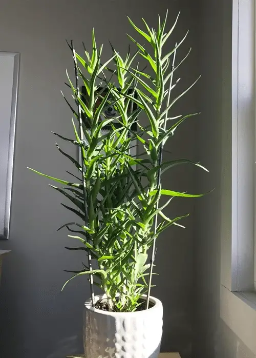 Climbing Aloe Houseplant Vertical Garden 