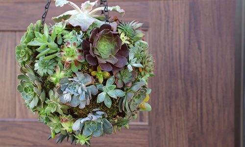 Succulent Hanging Garden Ideas