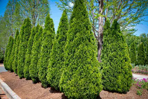 Plants You Can Grow Instead of a Fence for Privacy and Lush Green Look