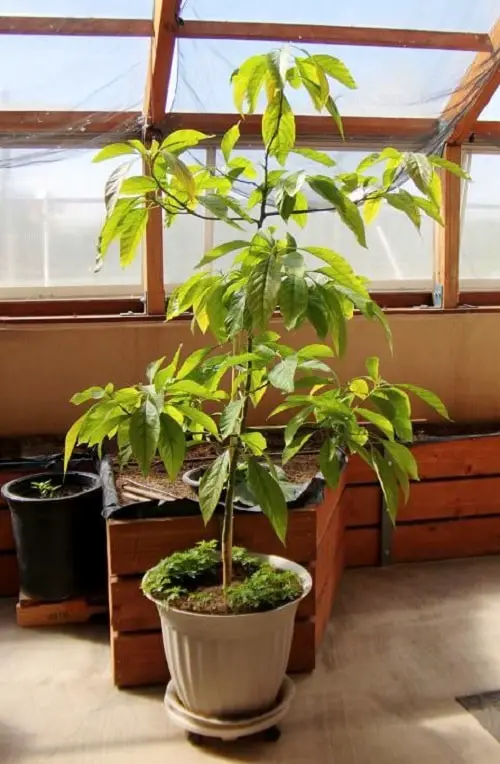 Kitchen Scraps that can Become Future Houseplants