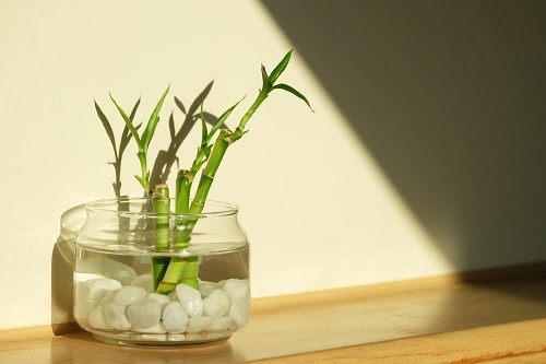 Hate Dirt in Home? Try These Houseplants that Grow Without Soil
