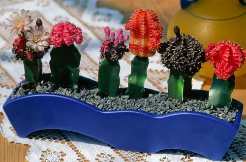 Cute & Romantic Indoor Plants
