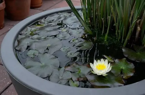 Miniature Water Lily Varieties