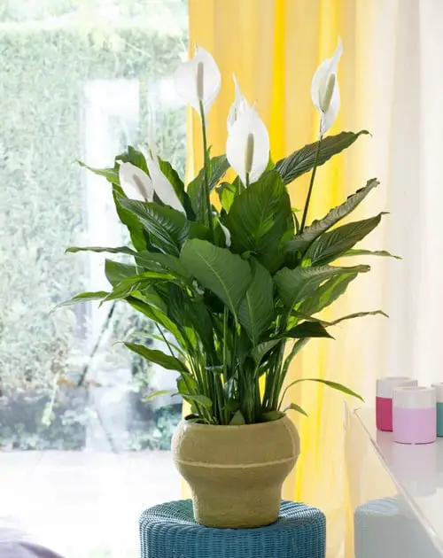 Best Types of Peace Lily