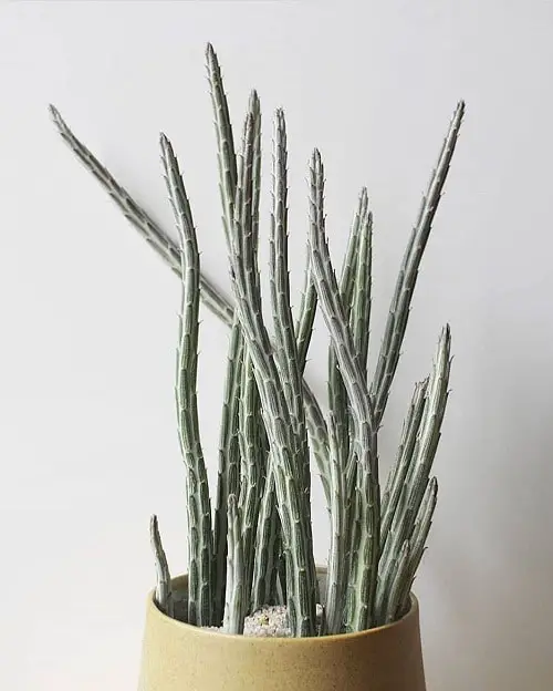 Straight Growing Houseplants