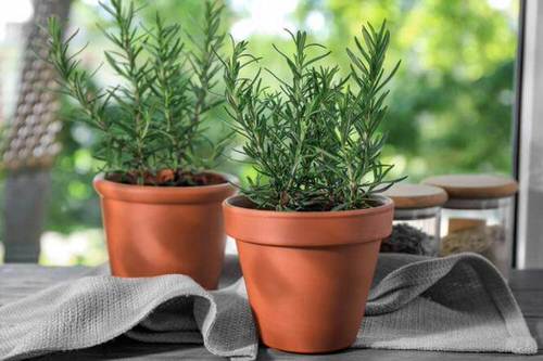 Plants that Repel Roaches