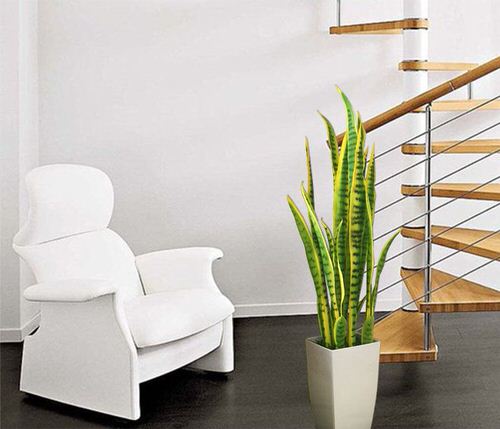 Indoor Plants that are Literally Oxygen Bombs