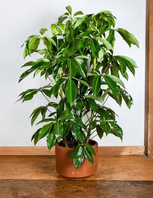 Tree Like Houseplants