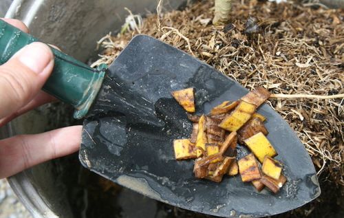 Cheap Indoor Plant Parenting Hacks 