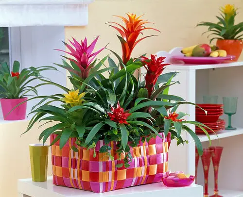  Houseplants You Can Get So Cheap! Even Free! 5