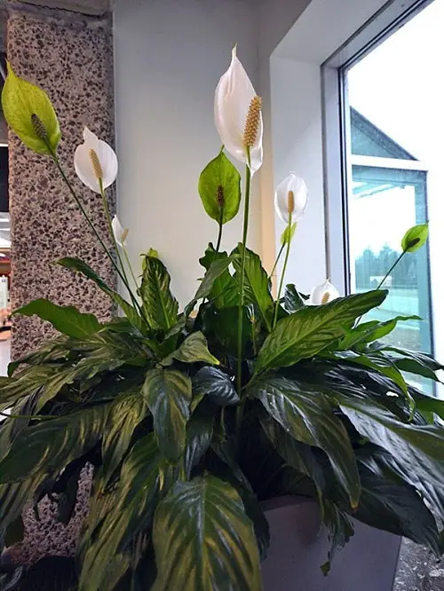 Best Types of Peace Lily near window