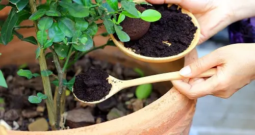 Plant Parenting Hacks You Should Know