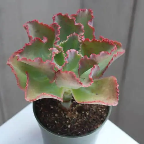 Plants with Fanciful Cut Foliage
