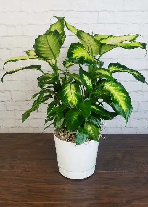  Houseplants You Can Get So Cheap! Even Free! 5