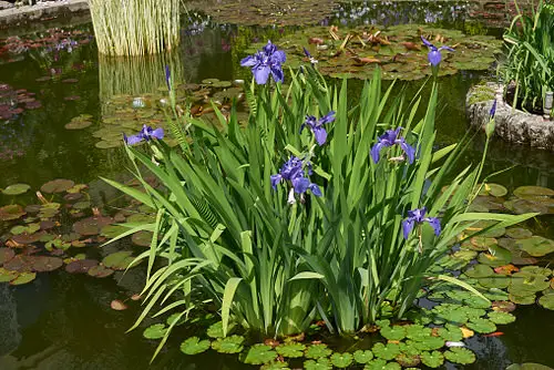 Small Water Plants for Mini Container