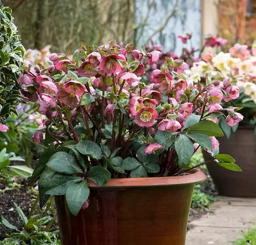Types of Pink Flowers for Garden