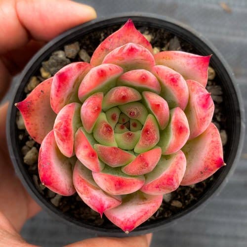 Beautiful Rose Color