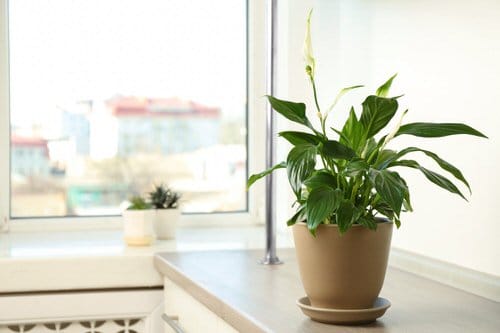 Spathiphyllum wallisii Plants that are Literally Oxygen Bombs 5